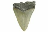 Bargain, Fossil Megalodon Tooth - Serrated Blade #371497-1